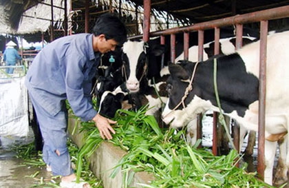 TP Hồ Chí Minh tổ chức lại nghề chăn nuôi bò sữa