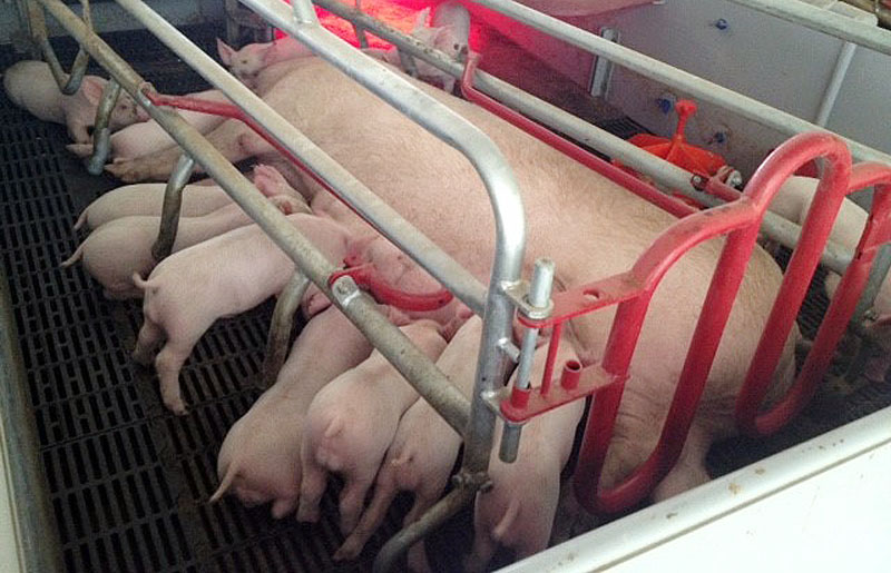 PHÂN VIỆN CHĂN NUÔI VÀ THÚ Y NAM BỘ IASVN