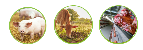 PHÂN VIỆN CHĂN NUÔI VÀ THÚ Y NAM BỘ IASVN