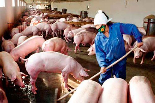 PHÂN VIỆN CHĂN NUÔI VÀ THÚ Y NAM BỘ IASVN