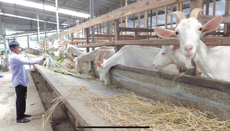 PHÂN VIỆN CHĂN NUÔI VÀ THÚ Y NAM BỘ IASVN