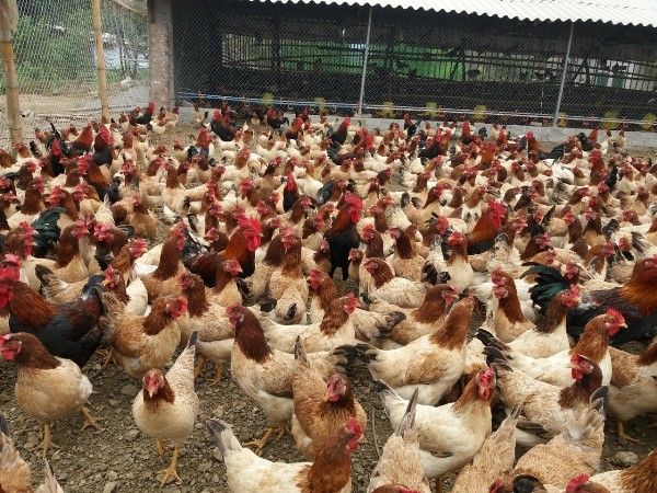 PHÂN VIỆN CHĂN NUÔI VÀ THÚ Y NAM BỘ IASVN