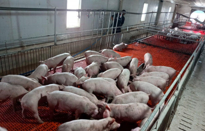 PHÂN VIỆN CHĂN NUÔI VÀ THÚ Y NAM BỘ IASVN