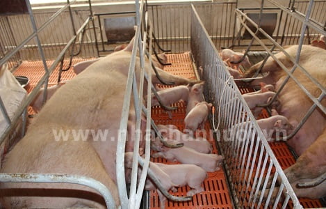 PHÂN VIỆN CHĂN NUÔI VÀ THÚ Y NAM BỘ IASVN