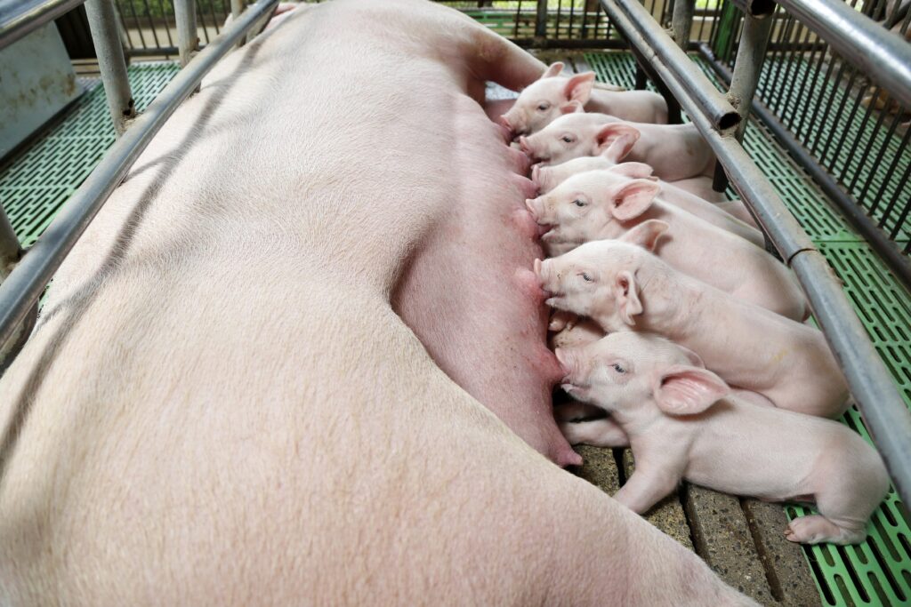 PHÂN VIỆN CHĂN NUÔI VÀ THÚ Y NAM BỘ IASVN