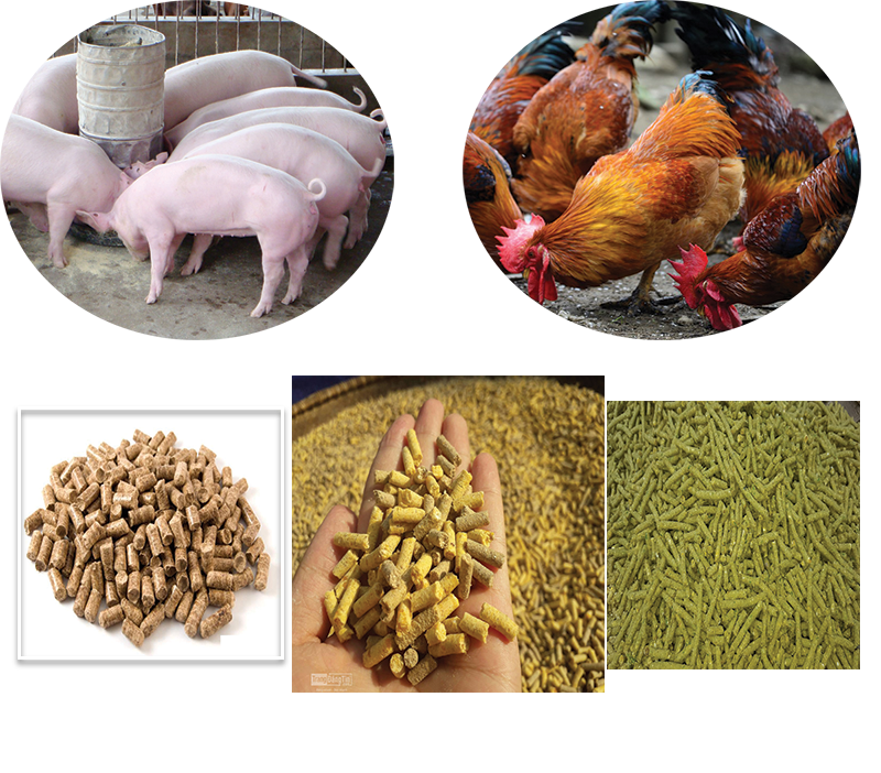 PHÂN VIỆN CHĂN NUÔI VÀ THÚ Y NAM BỘ IASVN