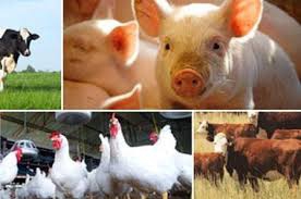 PHÂN VIỆN CHĂN NUÔI VÀ THÚ Y NAM BỘ IASVN