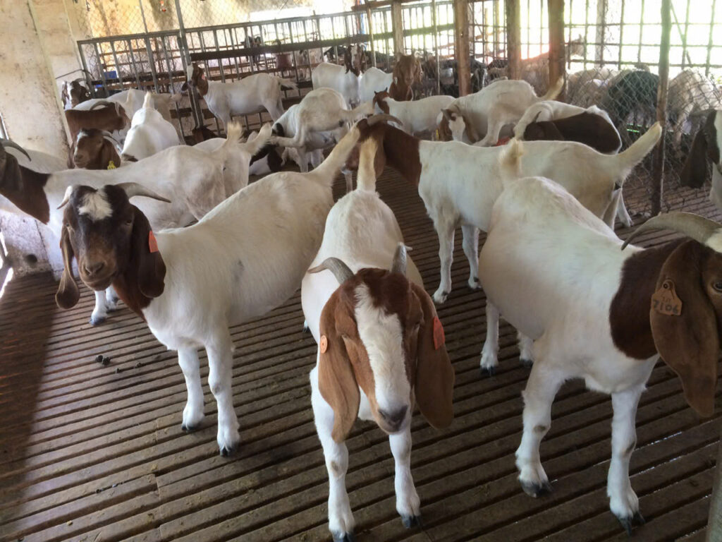 PHÂN VIỆN CHĂN NUÔI VÀ THÚ Y NAM BỘ IASVN