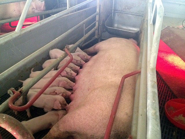 PHÂN VIỆN CHĂN NUÔI VÀ THÚ Y NAM BỘ IASVN