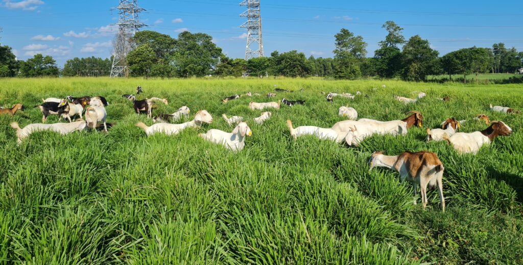 PHÂN VIỆN CHĂN NUÔI VÀ THÚ Y NAM BỘ IASVN