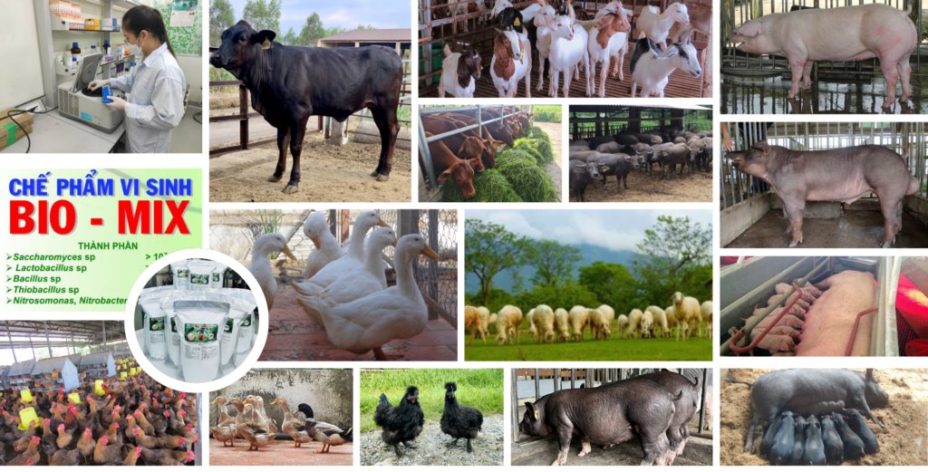 PHÂN VIỆN CHĂN NUÔI VÀ THÚ Y NAM BỘ IASVN